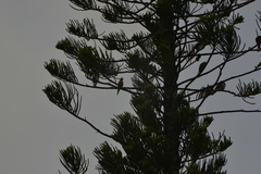 Trichoglossus haematodus deplanchii