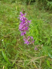 Lythrum salicaria