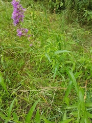 Lythrum salicaria