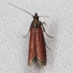 Varneria postremella