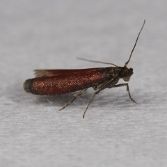 Varneria postremella