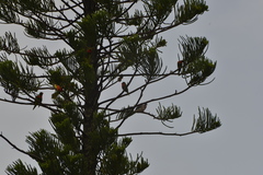 Trichoglossus haematodus deplanchii