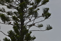 Trichoglossus haematodus deplanchii