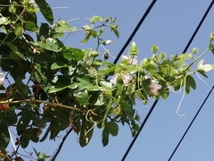 Passiflora ciliata