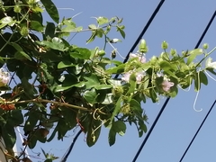 Passiflora ciliata