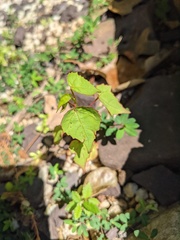 Hibiscus laevis