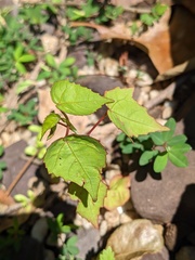Hibiscus laevis