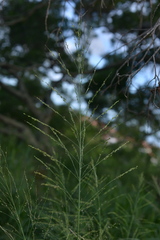 Poaceae