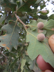 Cynips multipunctata