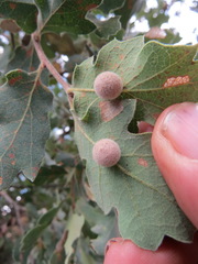 Cynips multipunctata