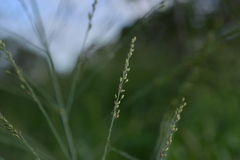 Poaceae