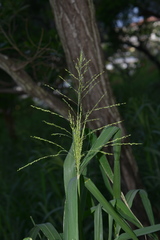 Poaceae