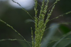 Poaceae