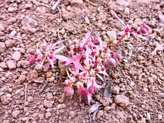 Euphorbia radians