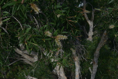 Melaleuca quinquenervia