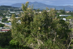 Melaleuca quinquenervia