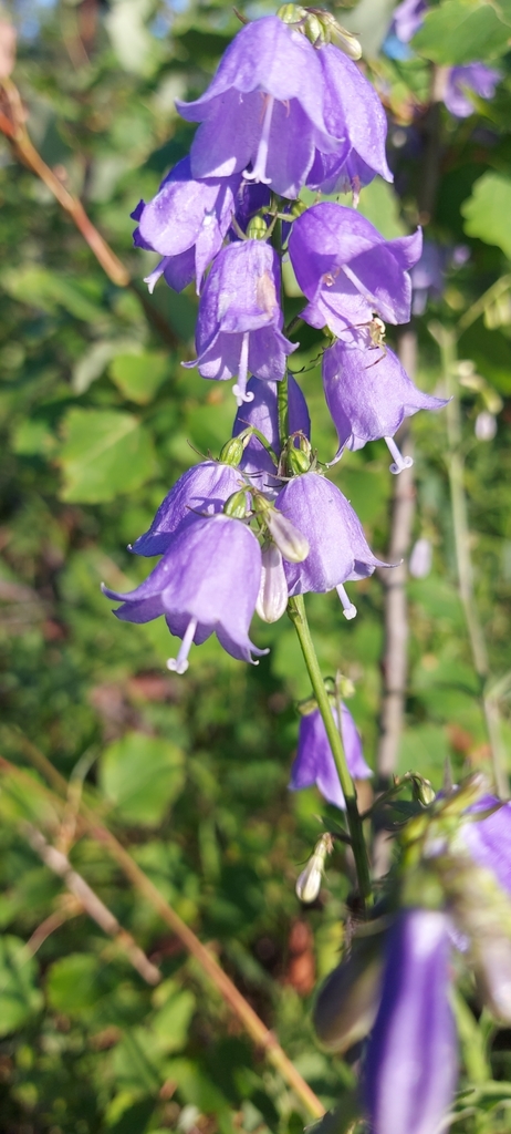 Adenophora lamarckii