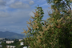Melaleuca quinquenervia