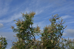 Melaleuca quinquenervia