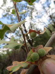 Cynips multipunctata