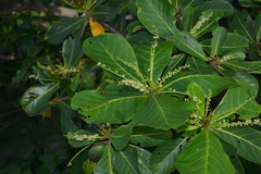 Terminalia catappa