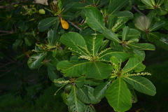 Terminalia catappa