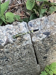 Orthetrum albistylum
