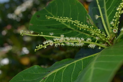 Terminalia catappa