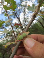 Cynips multipunctata