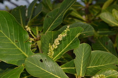 Terminalia catappa