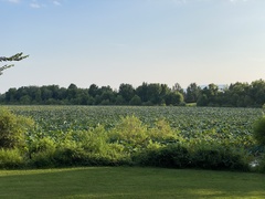 Nelumbo lutea