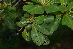 Terminalia catappa