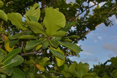 Terminalia catappa