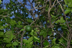 Citrus × aurantium