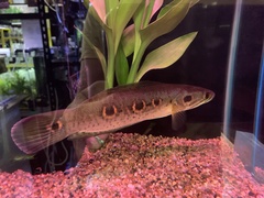 Channa pleurophthalma