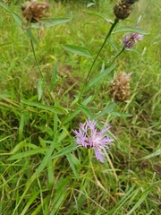 Centaurea jacea