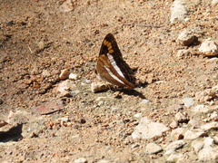 Adelpha iphicleola