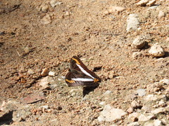 Adelpha iphicleola