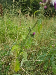 Carduus crispus