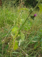 Carduus crispus