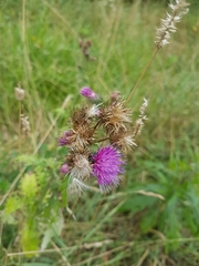 Carduus crispus