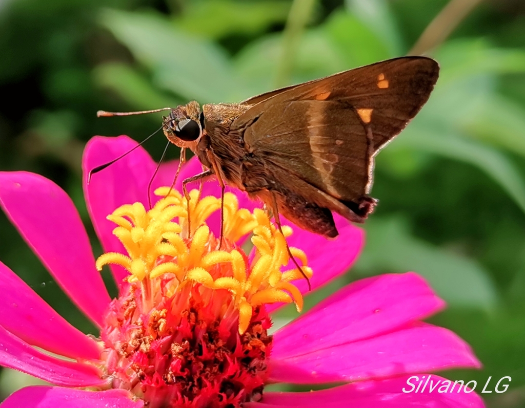 Nikko Skipper