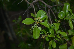 Santalum austrocaledonicum