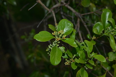 Santalum austrocaledonicum