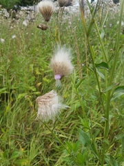 Cirsium arvense