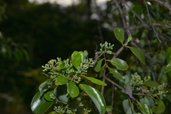Santalum austrocaledonicum