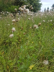 Cirsium arvense
