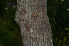 Santalum austrocaledonicum