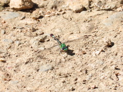 Erpetogomphus