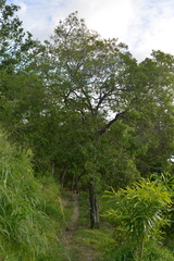 Santalum austrocaledonicum